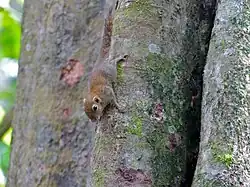 E. exilis (Kinabatangan)