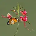 Un petit monarque à l'assaut d'un Caesalpinia pulcherrima f.rosea dans le jardin botanique de Singapour. Mai 2015.