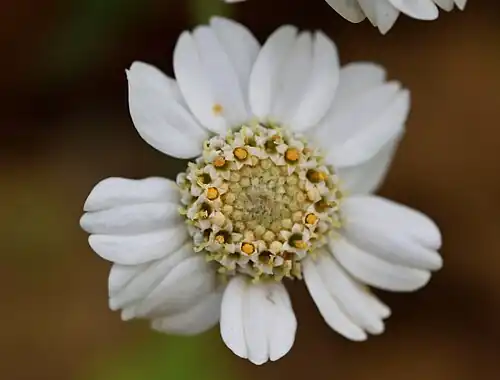 Fleur d'Achillée Sternutatoire.