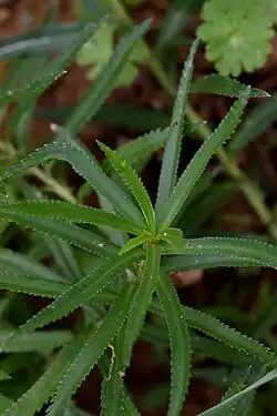 Feuilles d'Achillée Sternutatoire.