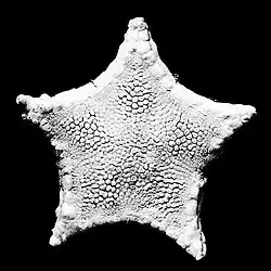 Alloceramaster affinis