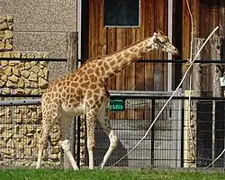 Girafe.