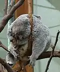 Koala.