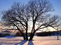 Plaines d'Abraham en hiver