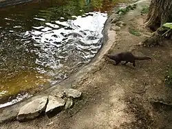 Une loutre et son bassin.