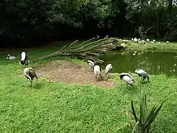 Le bassin des grues.