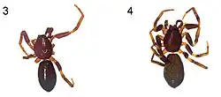 Description de l'image Planochelas haddadi (10.3897-AfrInvertebr.60.35269) Figures 1–8 (cropped).jpg.