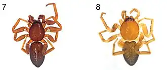 Description de l'image Planochelas neethlingi (10.3897-AfrInvertebr.60.35269) Figures 1–8 (cropped).jpg.