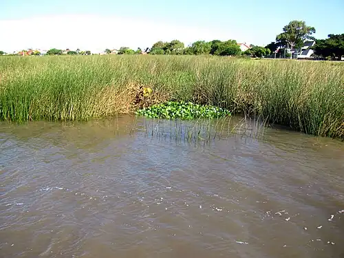 Plantes aquatiques de la Lagoa dos Patos en avril 2014.