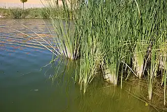 Plantes de joncs Typha