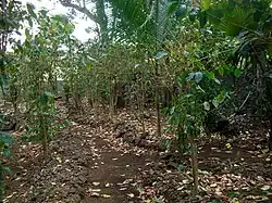 Ancienne plantation de café.