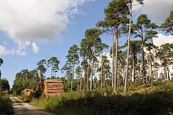 Exploitation des pins sylvestres