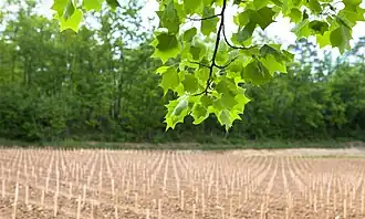 Image illustrative de l’article Francs-côtes-de-bordeaux