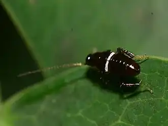 Description de cette image, également commentée ci-après