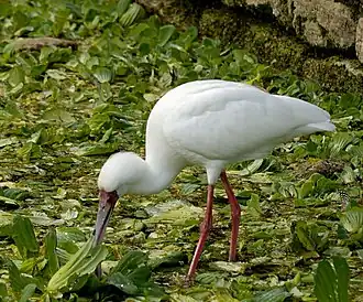 Spatule d'Afrique (Platalea alba)