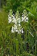 Platanthère à gorge frangée (Platanthera blephariglottis)