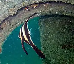 Platax teira juvénile