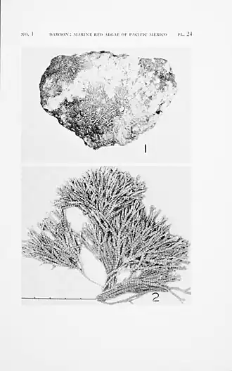 Description de l'image Plate 24 (Dawson, 1953).jpg.