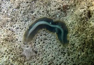 Un plathelminthe polyclade non identifié (poss. Prosthiostomid sp. 2)