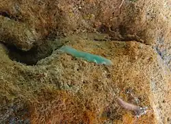 Un plathelminthe polyclade non identifié