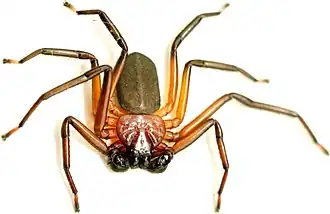 Description de l'image Platorish gelorup.jpg.