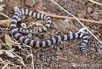 Description de cette image, également commentée ci-après