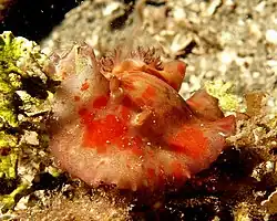 Platydoris cinerobranchiata.