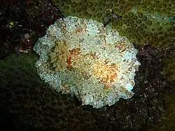 Platydoris inframaculata.