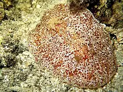 Platydoris sabulosa.