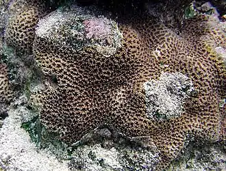 Description de l'image Platygyra pini, Samoa.jpg.