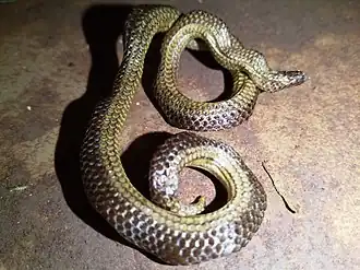 Description de l'image Platyplectrurus madurensis 122941422.jpg.