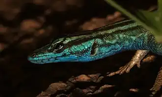 Description de l'image Platysaurus attenboroughi 54548623.jpg.