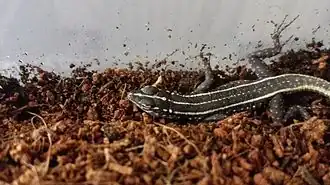 Description de l'image Platysaurus torquatus baby.jpg.