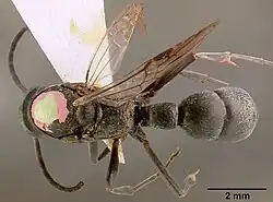 Platythyrea arnoldi sam-hym-c000559a dorsal.