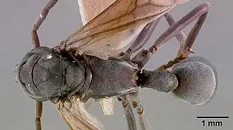 Platythyrea conradti sam-hym-c002300a dorsal.