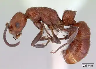 Platythyrea dentinodis casent0172409 profil.