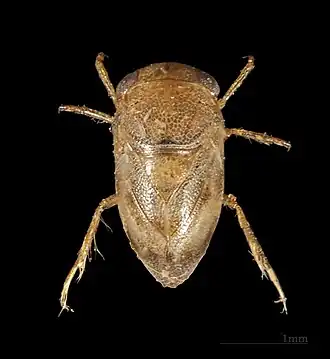 Pleidae: Plea minutissima