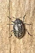 Cypherotylus boisduvali