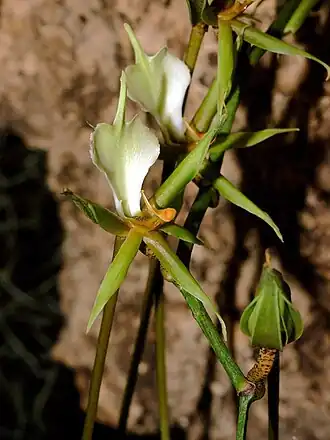 Description de l'image Plectrelminthus caudatus Orchi 2012-09-14 036.jpg.
