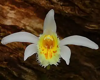 Description de l'image Pleione grandiflora.jpg.