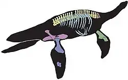 Éléments connus de Plesiopharos moelensis.