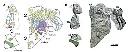 holotype