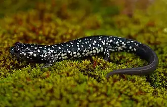 Description de l'image Plethodon albagula, St. Louis County, Missouri.jpg.
