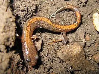Description de l'image Plethodon dorsalis.jpg.