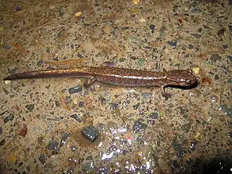 Description de l'image Plethodon dunni.jpg.