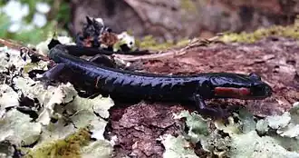 Description de l'image Plethodon jordani 2.JPG.