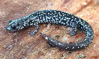 Description de l'image Plethodon mississippi.jpg.