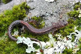 Description de l'image Plethodon sherando Augusta County, Virginia.jpg.