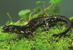 Description de l'image Plethodon wehrlei.jpg.