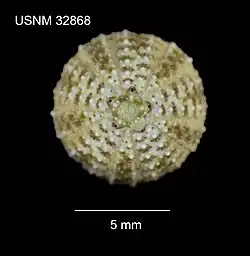 Temnotrema hawaiiensis